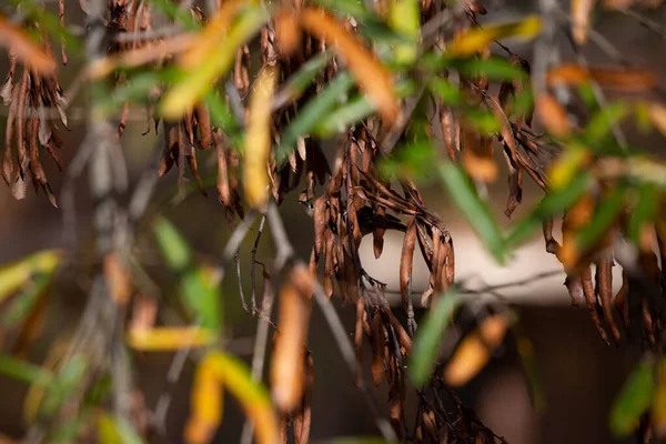 Yakut Kaplama Krallık Regulus Calendula Sonbahar Yapraklarının Arkasından Dışarı Bakıyor — Stok fotoğraf