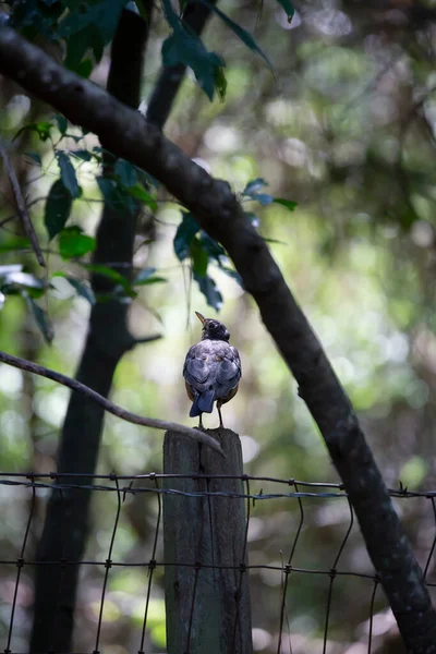 Nyfiken Amerikansk Robin Turdus Migratorius Tittar Upp Från Sin Abborre — Stockfoto