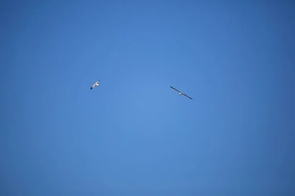 Pair Ring Billed Gulls Larus Delawarensis Circling Blue Sky — Stock Photo, Image