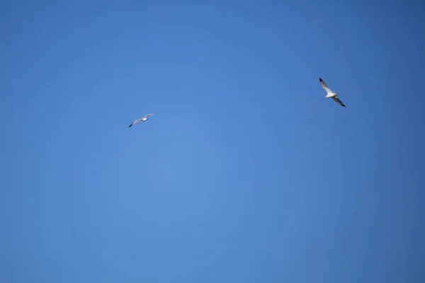 Paar Ringschnabelmöwen Larus Delawarensis Kreisen Blauen Himmel — Stockfoto