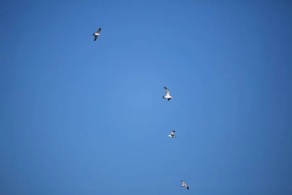 Rebanho Gaivotas Larus Delawarensis Voando Através Céu Azul — Fotografia de Stock