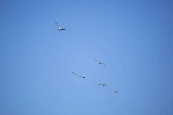 Flock Ringfakturerade Måsar Larus Delawarensis Flyger Iväg Genom Blå Himmel — Stockfoto