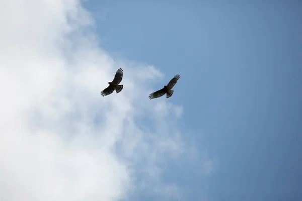 Пара Красноплечих Ястребов Buteo Lineatus Полете — стоковое фото