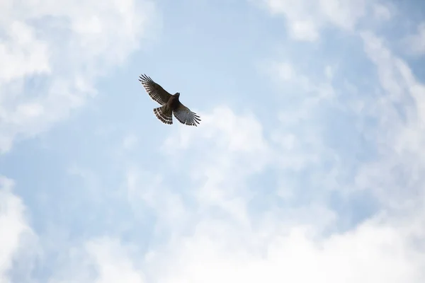 Красноплечий Ястреб Buteo Lineatus Летит Частично Облачному Небу — стоковое фото