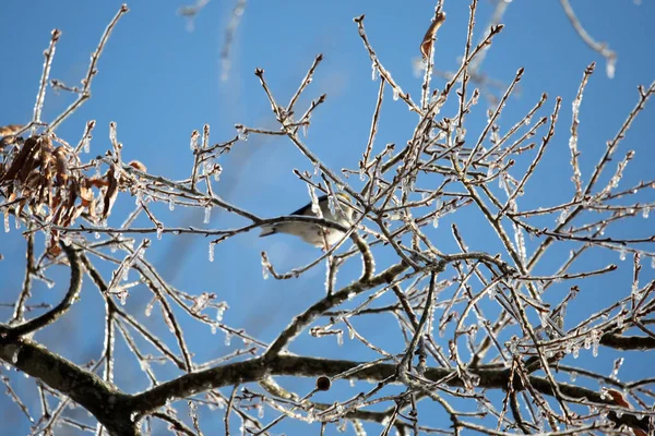 Out Focus American Goldfinch Spinus Tristis Ice Covered Tree Twigs — Stock Photo, Image