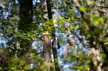 Yetişkin kızıl başlı ağaçkakan (Melanerpes eritrocephalus) bir ağaç gövdesi boyunca arama