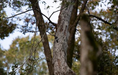 Olgunlaşmamış kızıl başlı ağaçkakan (Melanerpes eritrocephalus) ağaç gövdesi boyunca yiyecek arıyor.