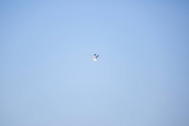 Tek halka gagalı martı (Larus delawarensis) mavi gökyüzünde uçuyor