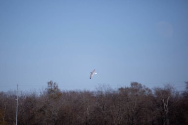 Mavi gökyüzünde uçan tek gagalı martı (Larus delawarensis)
