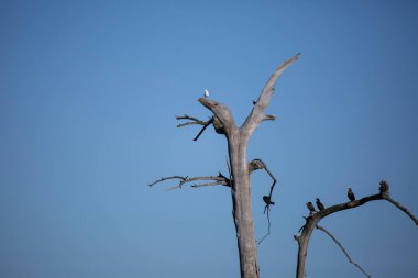Halka gagalı martı (Larus delawarensis) aşağıdaki çift tepeli karabataklar (Phalacrocorax auritus) kolonisi ile bir ağacın tepesinden aşağıya bakar.