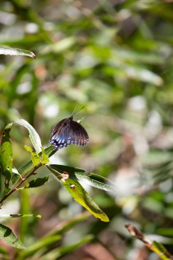 Ağaç yapraklarındaki kırmızı benekli bir kelebeğin (Limenitis arthem) yakınında