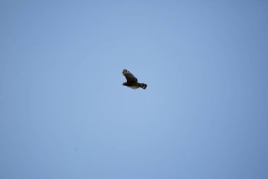 Kızıl omuzlu şahin (Buteo hattı) gökyüzünde yükseklerde uçuyor.