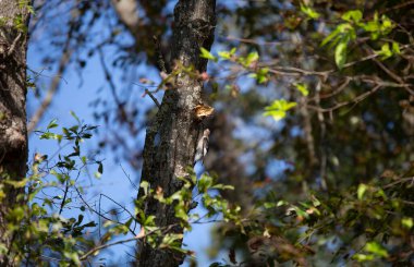 Olgunlaşmamış kızıl başlı ağaçkakan (Melanerpes eritrocephalus) yiyecek arıyor