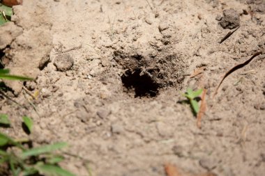 Yuvarlak, sığ bir fare yuvası.