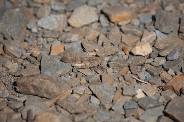 Soluk kanatlı çekirge (Trimerotropis pallidipennis) çakıllı bir yolda kamufle oldu