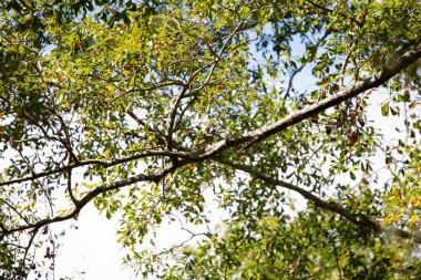 Kederli güvercin (Zenaida macroura) bir ağaç dalına tünemiş.