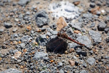 Erkek çayırkuşu () yoldaki bir kayanın üzerindeki yusufçuk.