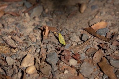 Küçük Sarı (Pyrisitia Lisa) Çamurda çakıl üzerinde kelebek