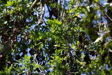 Parlak, mavi bir günde, ağaçtaki sağlıklı yeşil yapraklar