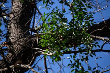 Bir ağaç dalında toplanmış yeşil sarmaşıklar