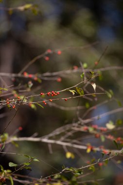 Kırmızı böğürtlenler asılmış bir sarmaşıkta.
