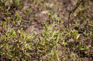 Çayırdaki kuru topraktan otlar büyüyor.