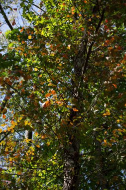 Ağaçtaki yapraklar yeşilden turuncuya ve sarıya dönüşür
