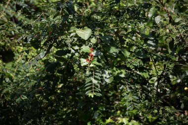 Kırmızıüzümler yeşil yapraklı çalılıklarda