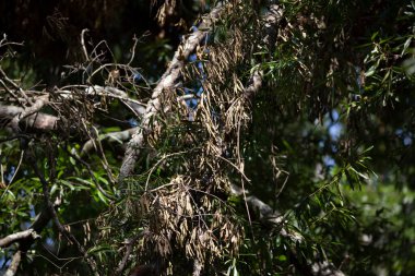 Ağaçta sarkan yapraklarla kırık bir dal.