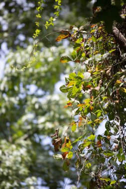 Sonbahar mevsimi boyunca sarmaşık renginden yapraklar