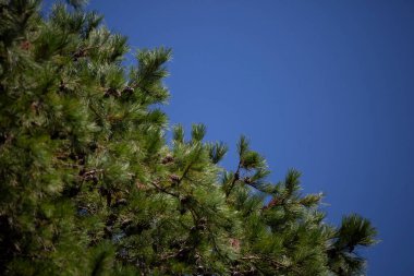 Çam ağacı iğneleri Derin mavi gökyüzünü kaplıyor