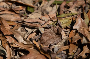 Kahverengi yaprakların üzerinde kırmızı bantlı saç çizgisi kelebeği (Calycopis cecrops)