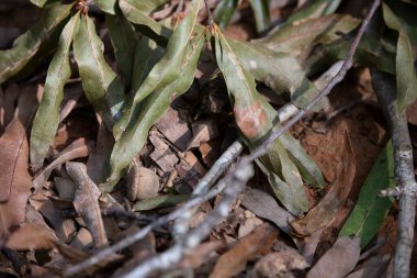Yeşil bir yaprağın altında saklanan küçük körfez kara kurbağası (İncilius valliceps)