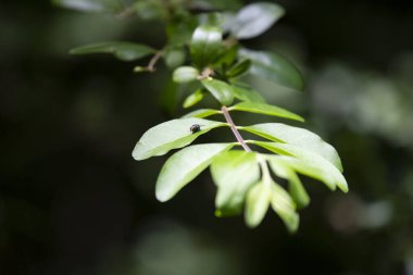 Yeşil şişe sineği (Lucilia sericata) bir çalılığın yeşil yaprakları üzerinde