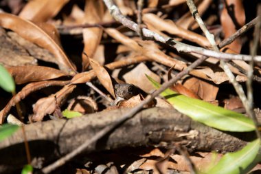 Körfez kıyısı kurbağası (İncilius valliceps) yaprak yığınında kamufle edildi