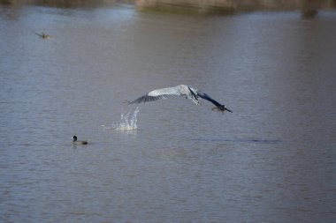 Su üzerinde uçan büyük mavi balıkçıl (Ardea herodias)