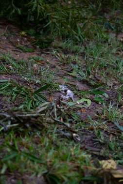 Yuvasından düştükten sonra ıslak yaprakların yanında yerde ölü yavru sincap.
