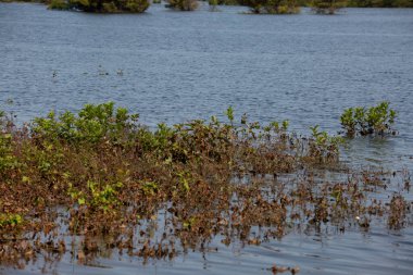 Gölün sığ kesiminde bitki yetişiyor.