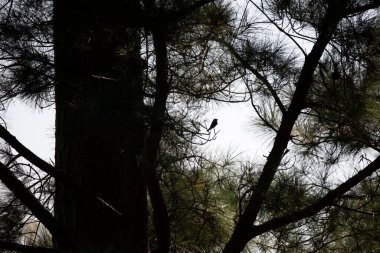 Çam ağacına tünemiş ötücü bir kuşun silueti