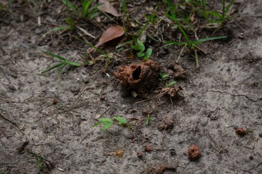 Çamurlu kerevit yığını topraktan fırlıyor