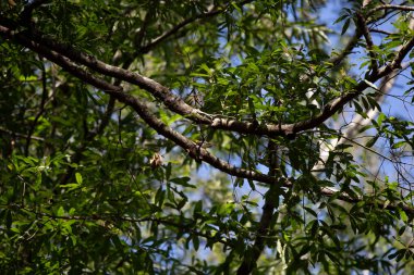 Ağaca tünemiş siyah erkek ötleğen (Setophaga virens)