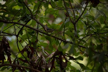 Bir meşe ağacında siyah ve beyaz ötleğen (Mniotilta varia)