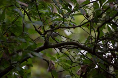 Siyah ve beyaz ötleğen (Mniotilta varia) atlamaya hazır