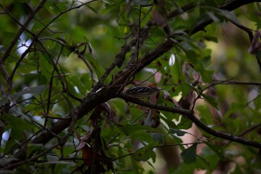 Siyah ve beyaz ötleğen (Mniotilta varia) bir meşe ağacında yiyecek arıyor