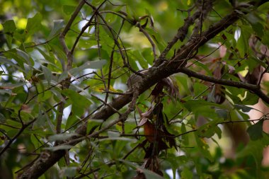 Siyah ve beyaz ötleğen (Mniotilta varia) bir meşe ağacında yiyecek arıyor