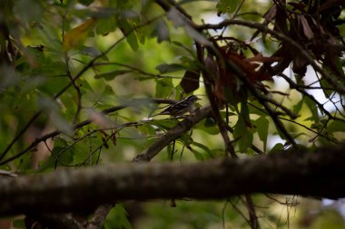 Siyah beyaz ötleğen (Mniotilta varia) bir meşe ağacına tünemiştir.
