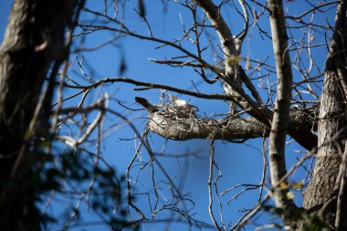 Ağaç dalında küçük, ahşap tabanlı kuş yuvası