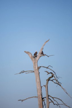 Bir ağacın tepesinde bir çift kel kartal (Haliaeetus leucocephalus), bir tanesi kısmen gizlenmiş ve diğeri merakla etrafa bakıyor.