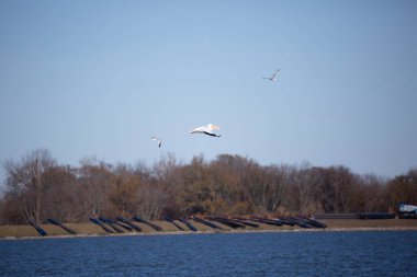 Amerikan pelikanı (Pelecanus erythrorhynchos) bir çift halka gagalı martı (Larus delawarensis) ile gölün üzerinde uçar.)