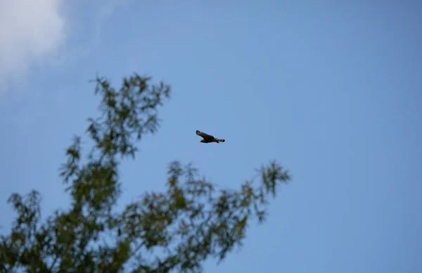 Buse Épaulettes Buteo Lineatus Vol Dessus Arbre — Photo